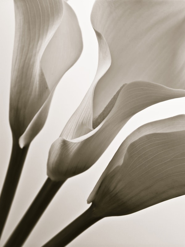 Calla Lillies