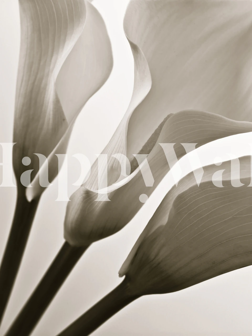 Papier peint Calla Lillies dans une pièce