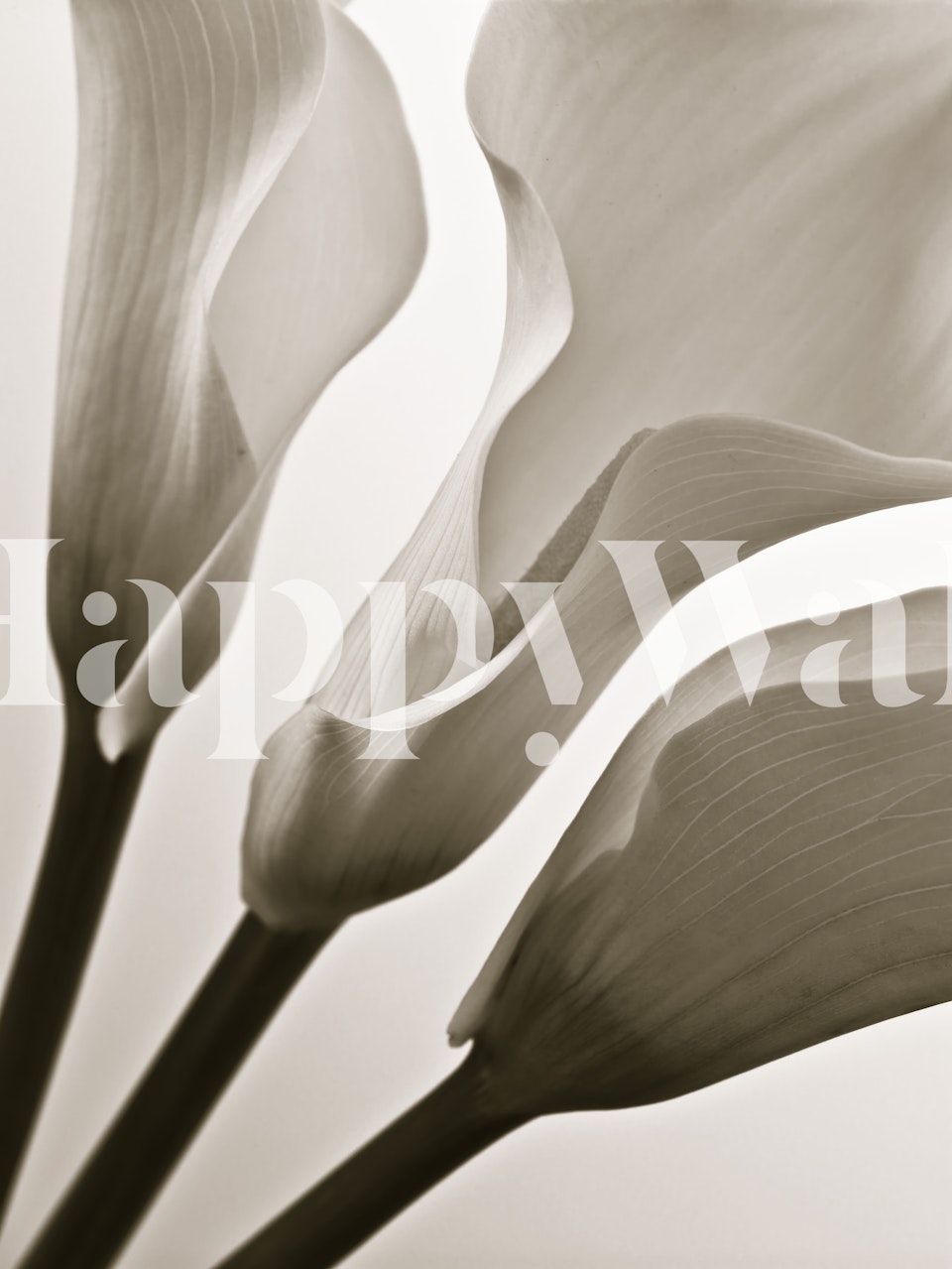 Tapeta Calla Lillies u sobi