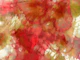 Coral Garden