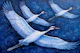 Bird Flight