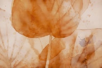 Peach Japandi Leaf tapete