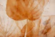 Peach Japandi Leaf