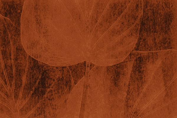 Peach Japandi Leaf