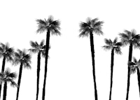 Minimal Black White Palms 1 wallpaper