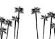 Minimal Black White Palms 1
