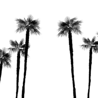 Minimal Black White Palms 1 wallpaper