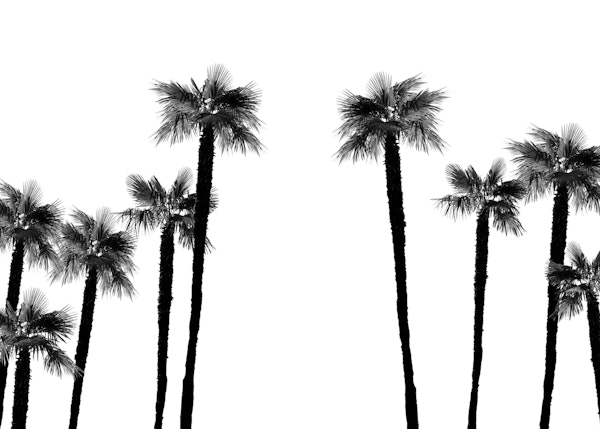 Minimal Black White Palms 1
