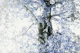 Dreamy Birch Tree 5