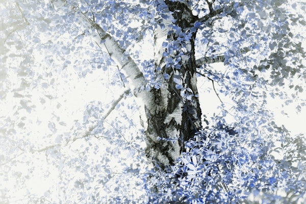 Dreamy Birch Tree 5