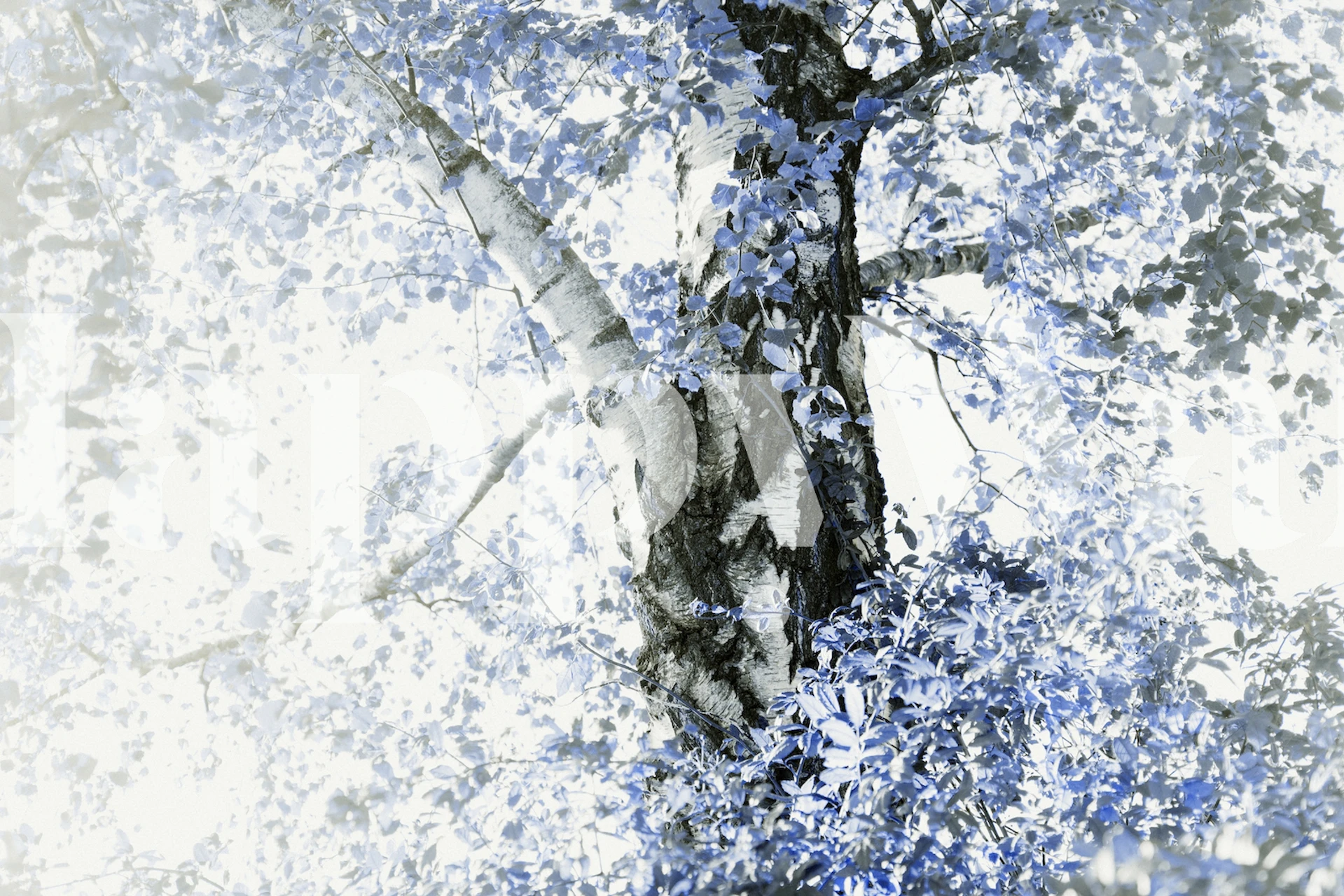 Birch tree Tapetdesign in einem Raum