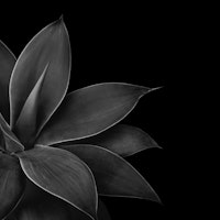 Agave Finesse 12 behang