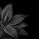 Agave Finesse 12