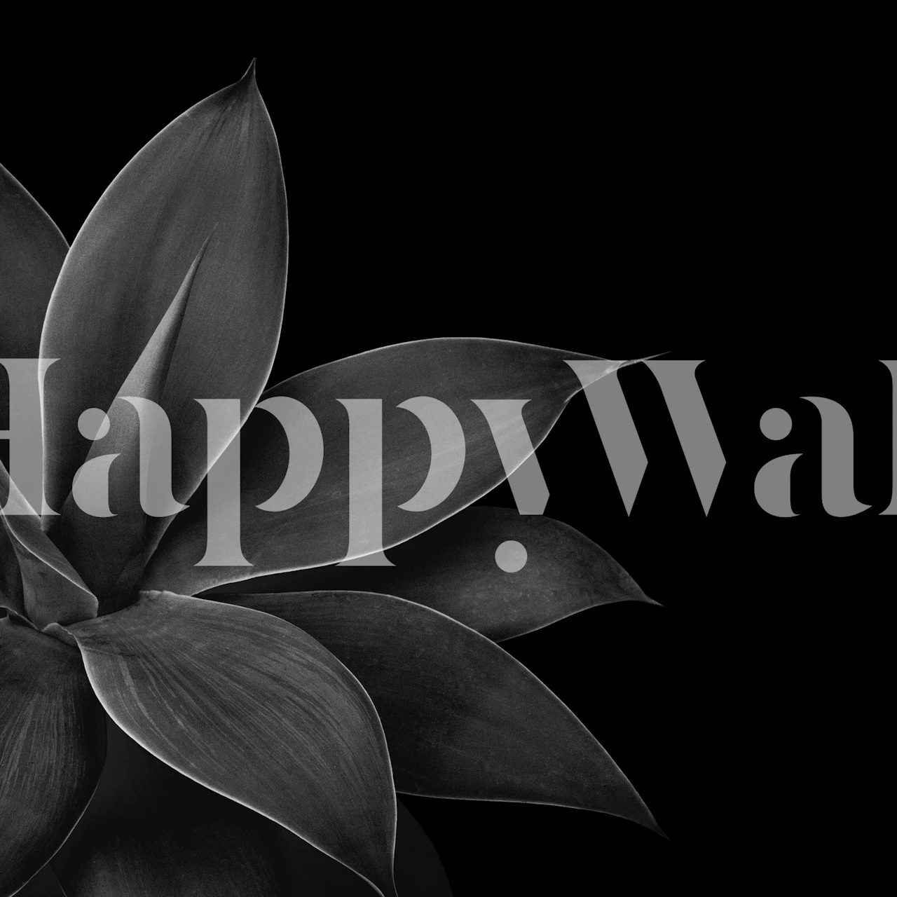 Black and white agave leaves wallpaper with detailed texture
