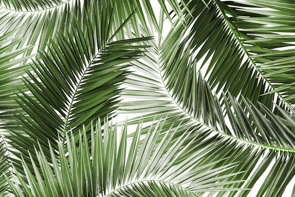Palm Leaves Pattern Dream 4
