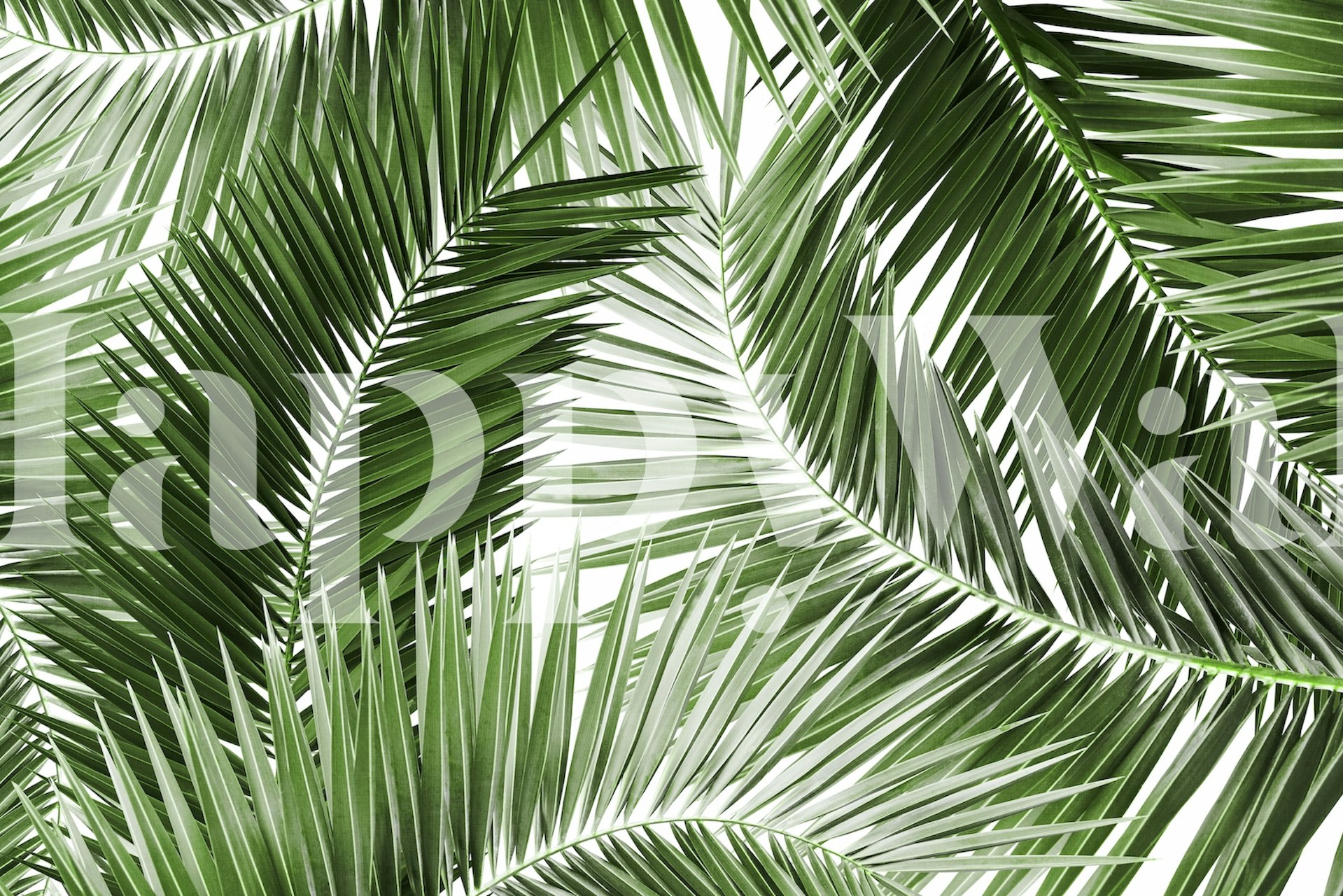 Lush green palm leaves pattern wall mural for interior decor