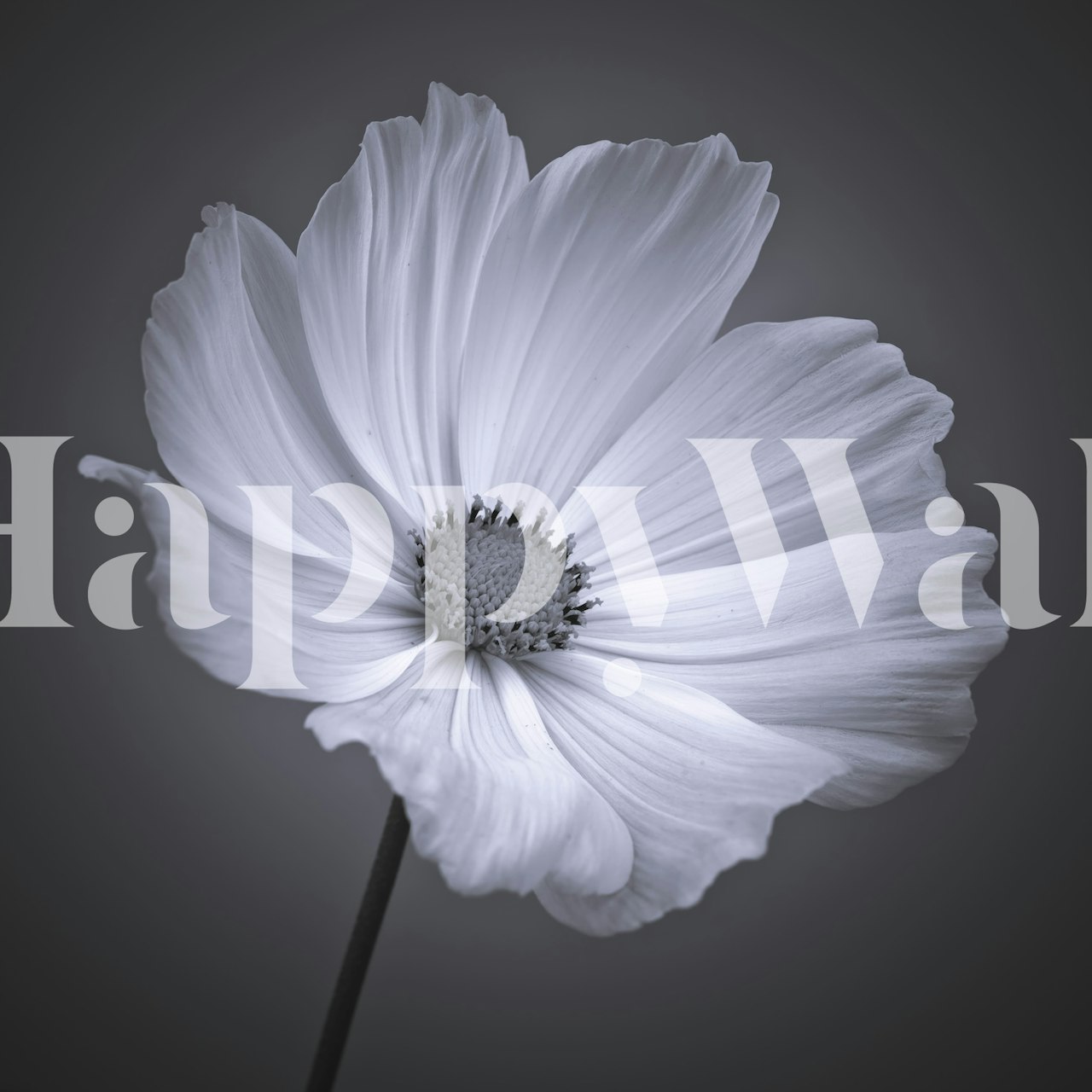 Delicate Charm papel pintado floral en una habitación
