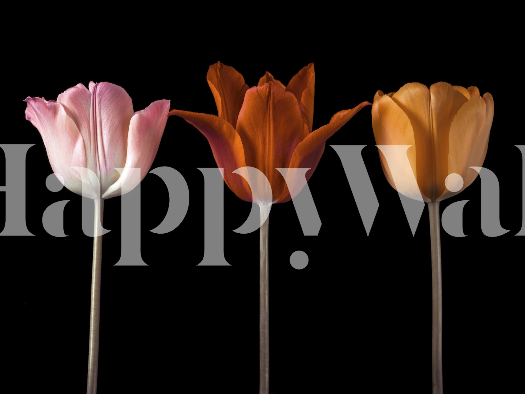 Three tulips in shades of pink, orange, and coral on a black background floral wallpaper