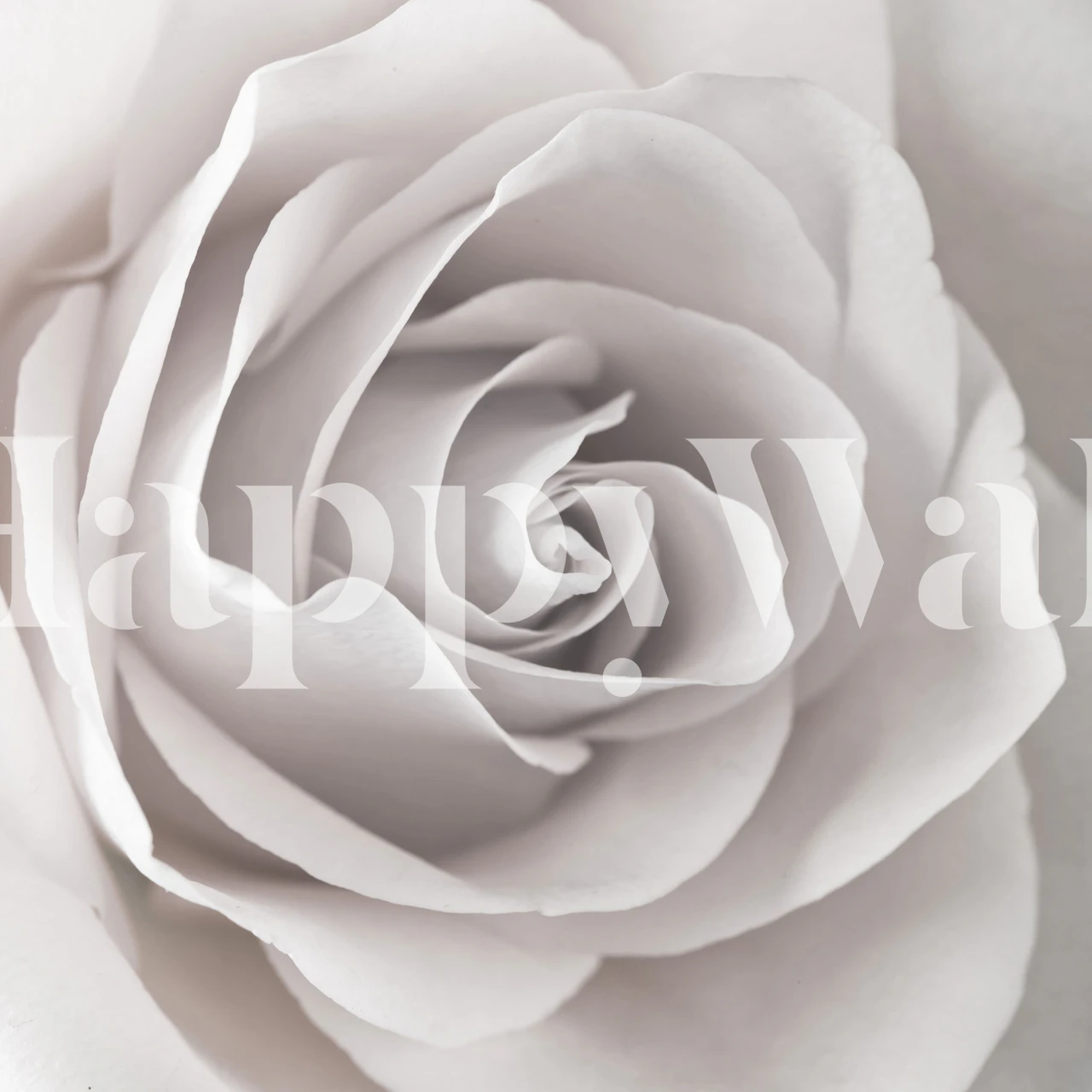 Captivating Rose papier peint dans une pièce