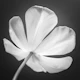 Elegant Tulip