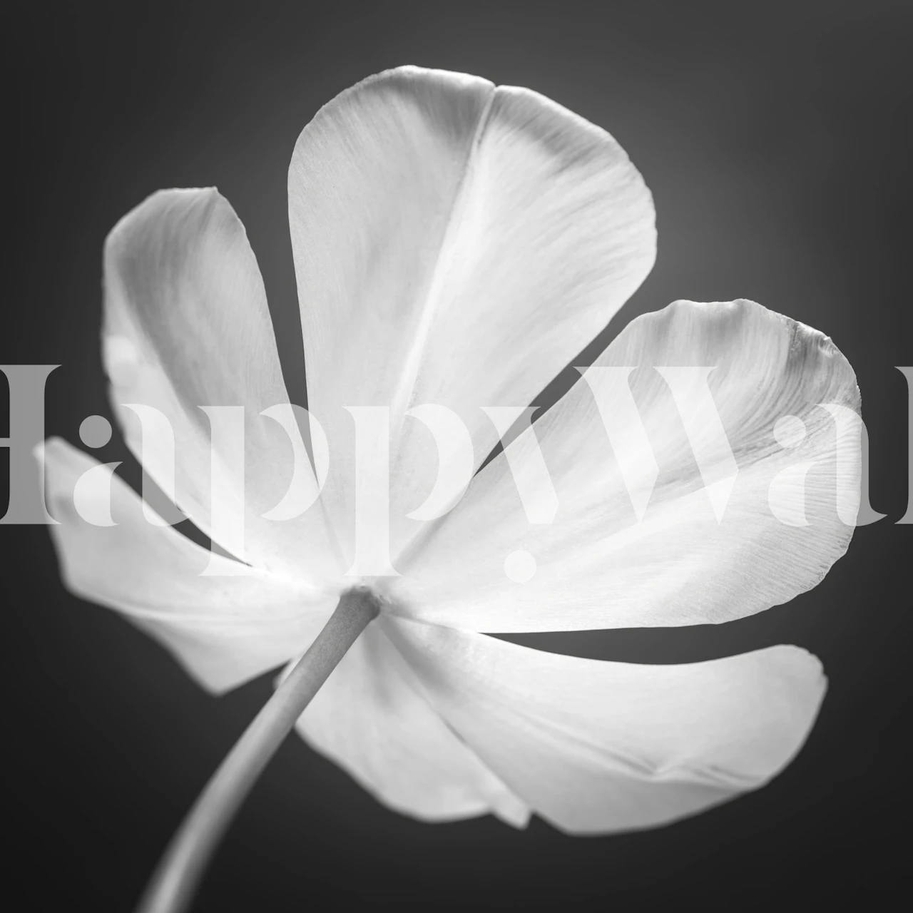 Papel pintado Elegant Tulip en un ambiente de habitación