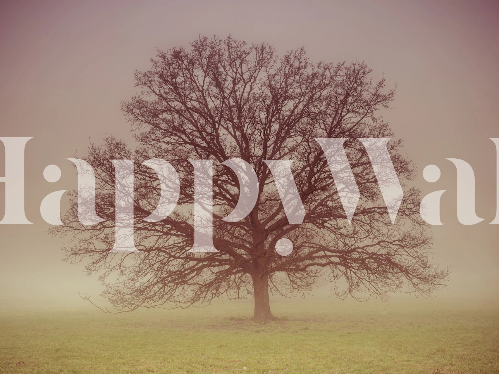 Lone tree in a foggy field wall mural for home decoration