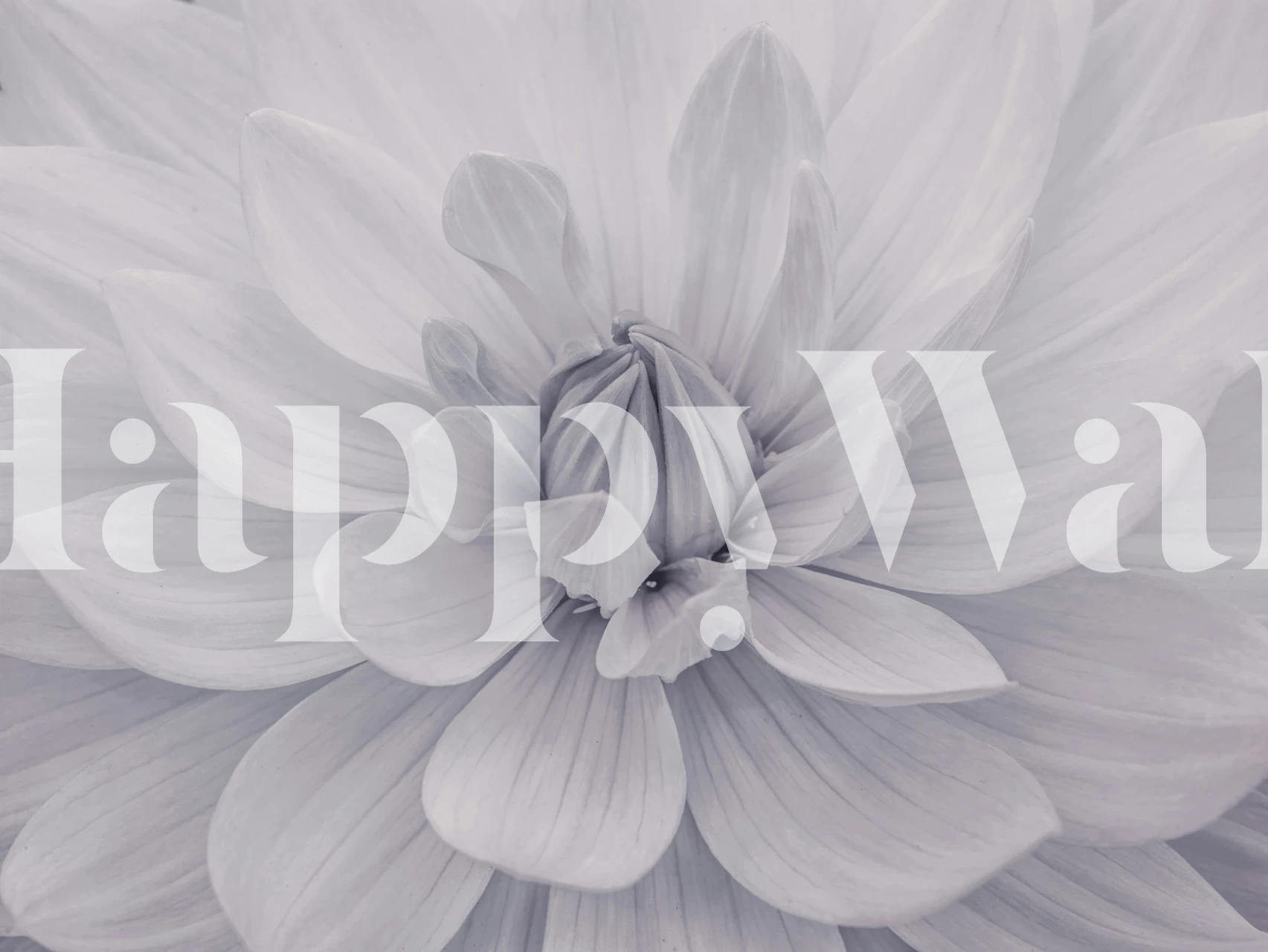 Dahlia Noir wallpaper displayed in a room