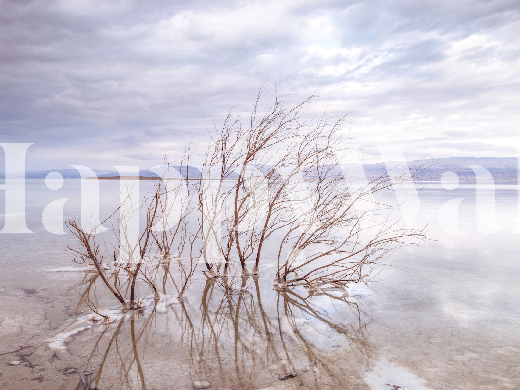 bare branches reflected in calm waters, soft blue tones, nature wallpaper