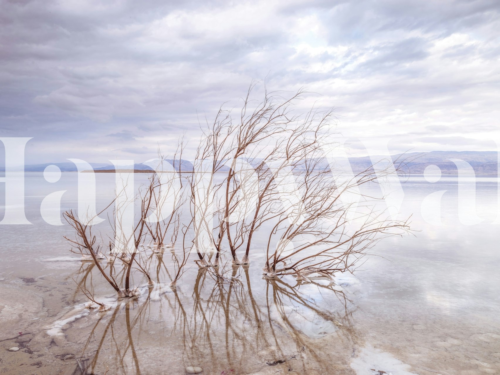 Spokojny, mglisty mural krajobrazowy z nagimi gałęziami odbijającymi się w spokojnej wodzie