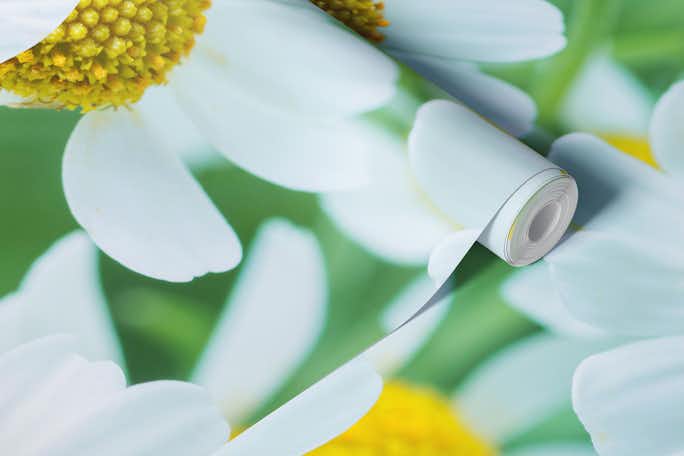 Daisies in Whitewallpaper roll