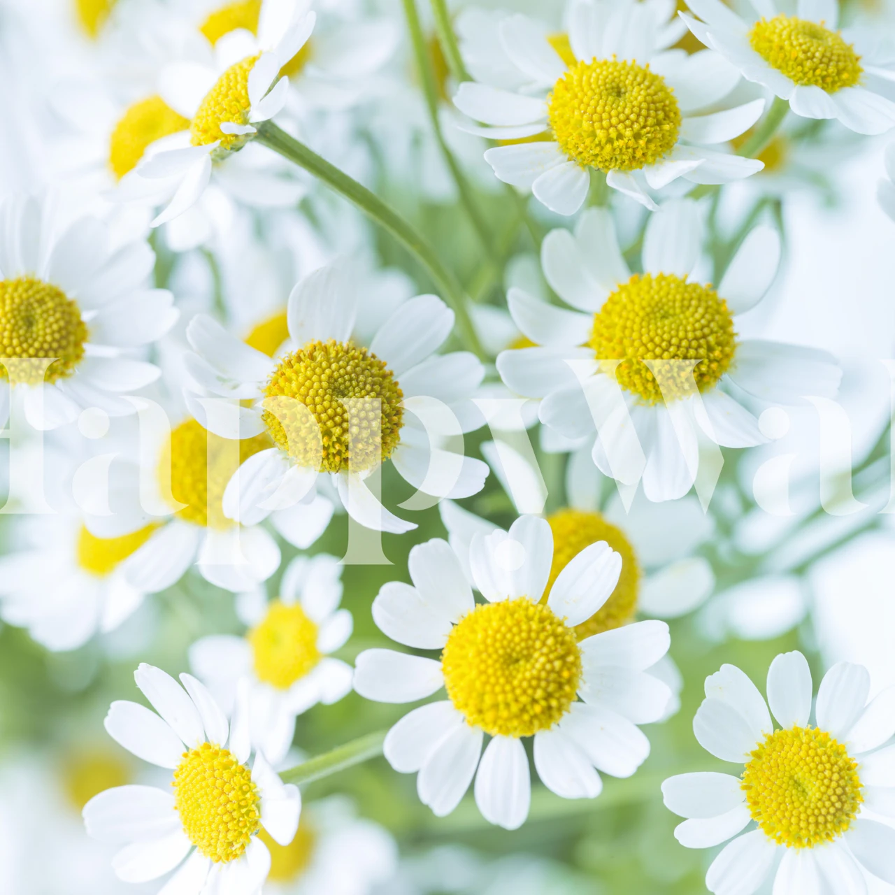 White daisies with yellow centers floral wallpaper