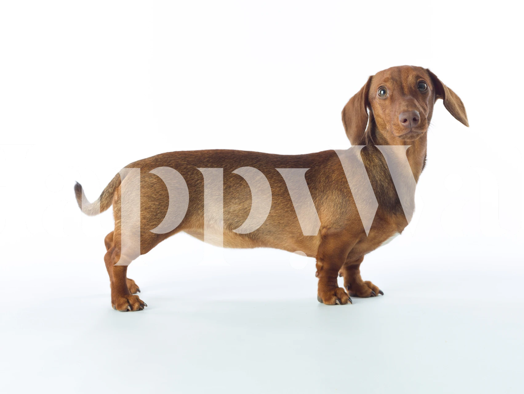 Lovable dachshund wallpaper in a stylish room