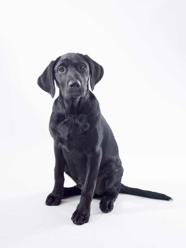Black Labrador