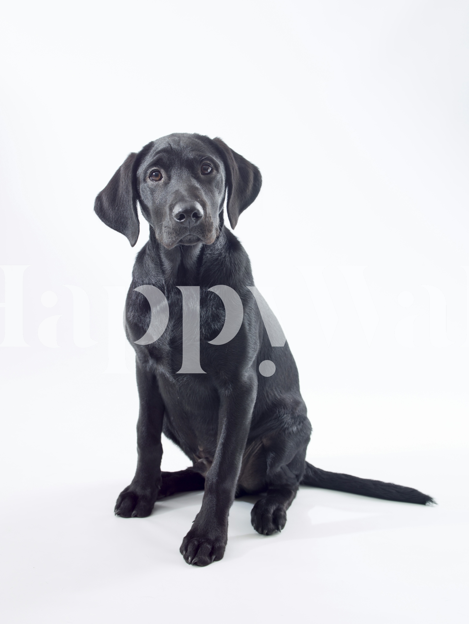 Buy Black Labrador Wallpaper | Happywall - High-Quality Wallpapers