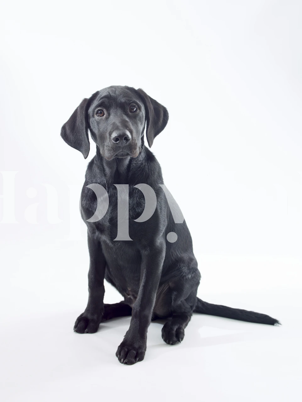Black Labrador dog sitting on white background wallpaper