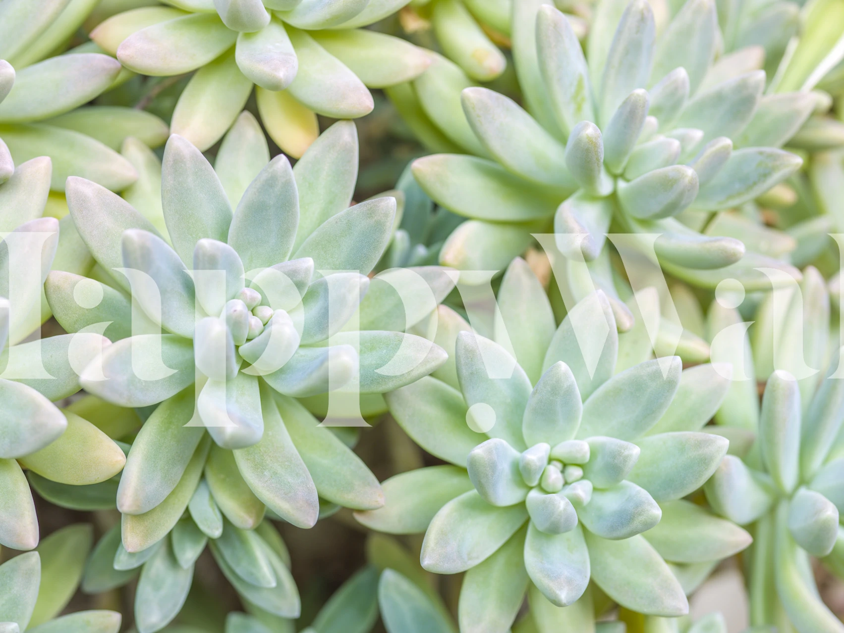 Succulent plants in shades of green wallpaper