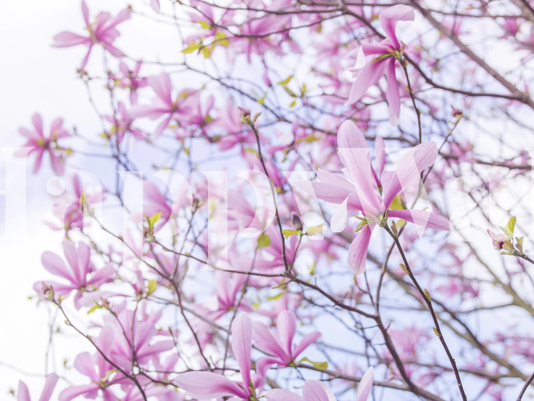 Magnificent Magnolias wallpaper in a room