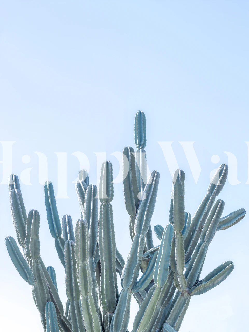 Minimalist cactus wall mural with clear blue sky background