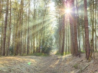 Magical Glow in the Forest tapete