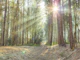 Magical Glow in the Forest