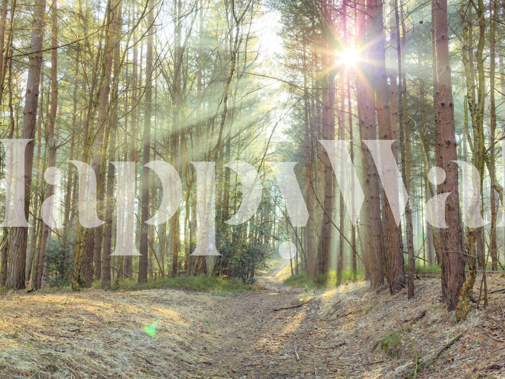 Magical Glow in the Forest wallpaper in een lichte kamer