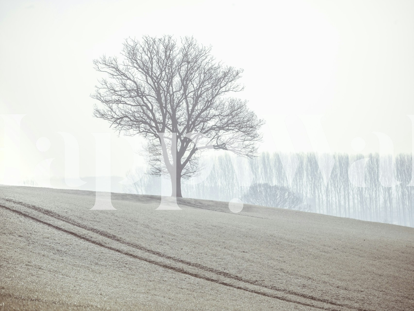 Single tree in a foggy landscape wall mural