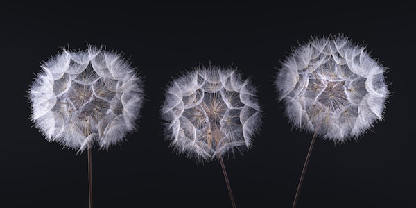 The Art of Simplicity