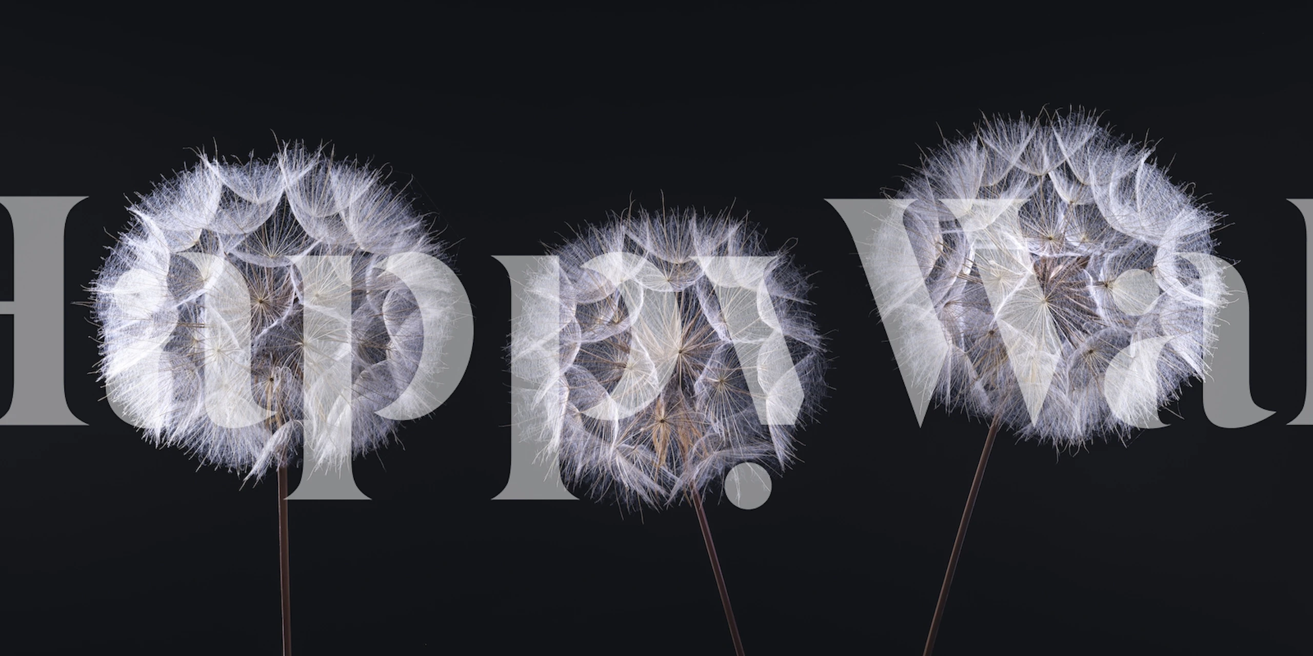 Dandelion seed heads wall mural on dark background for home decor