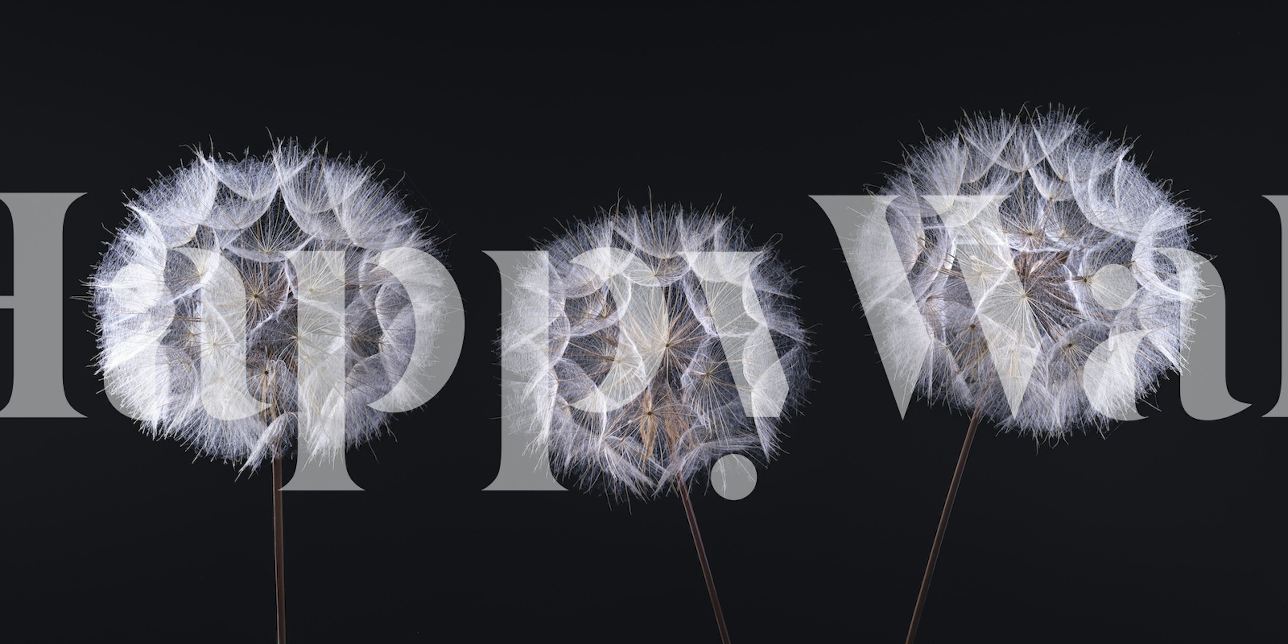 Dandelion seed heads wall mural on dark background for home decor