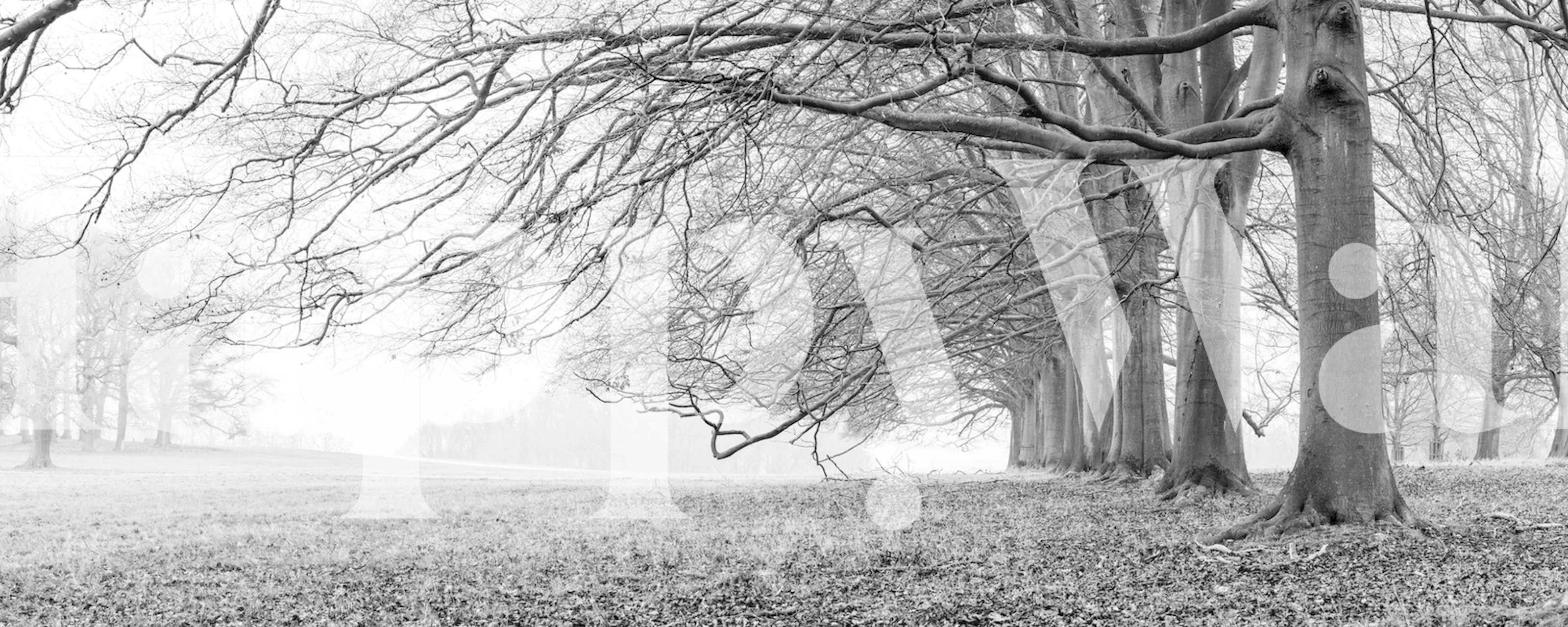 Papel de parede Nature's Avenues em um ambiente de quarto