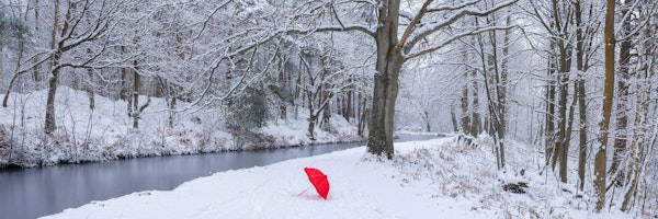 Umbrella in Wonderland