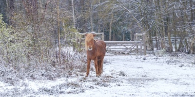 Wandgemälde