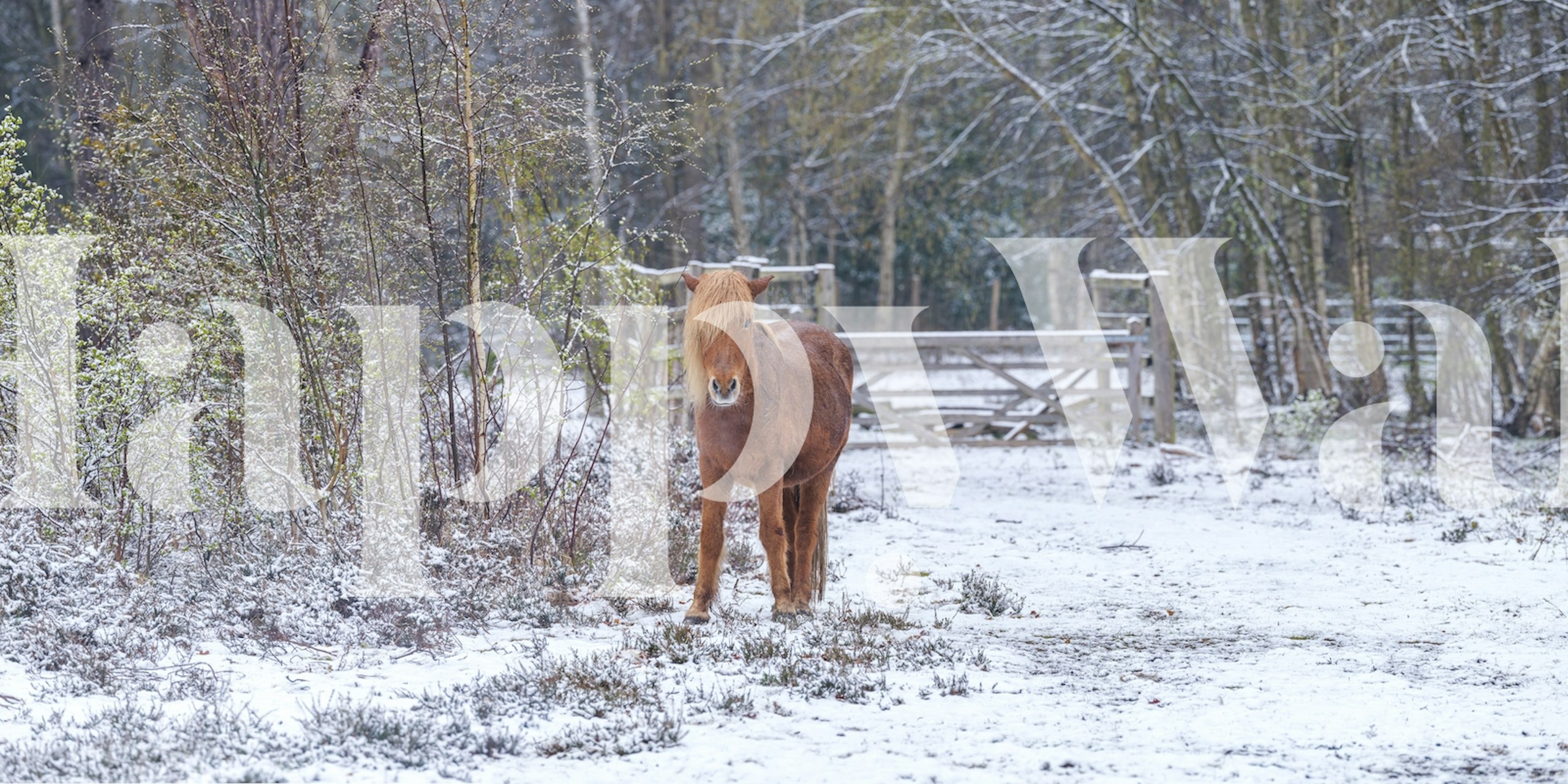 Snowy landscape with a horse in a forest wallpaper