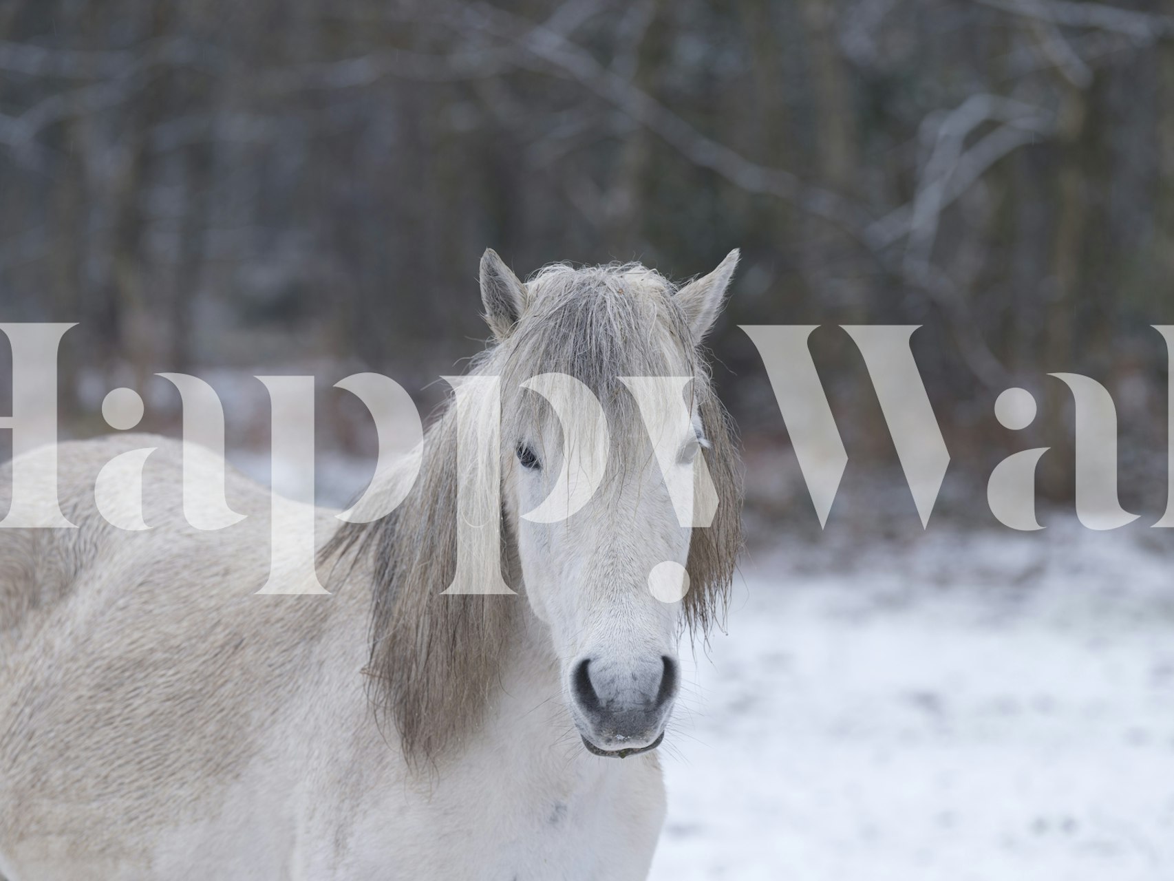 Grace in the Frost wallpaper featuring a white horse